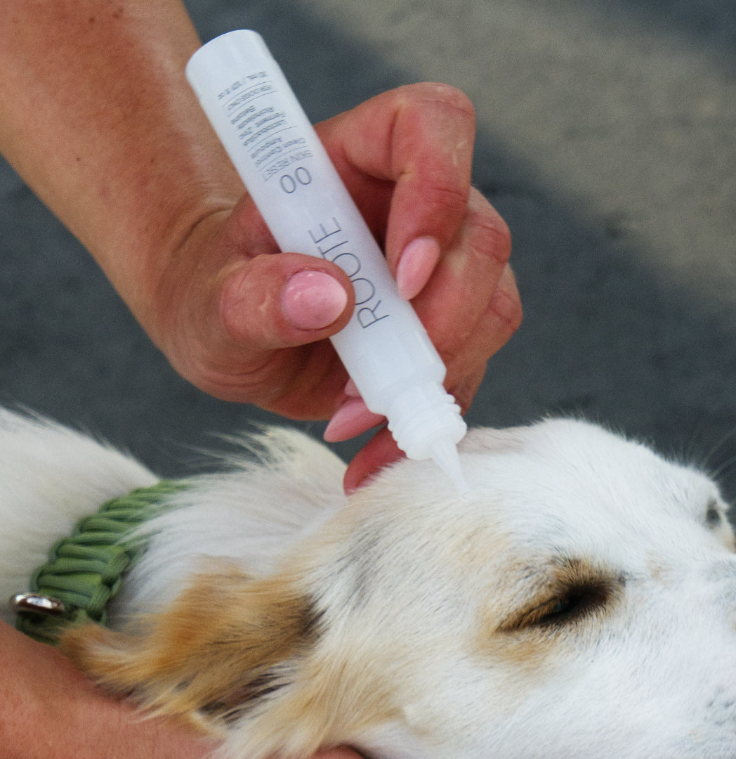 Clean Control Ampoule
